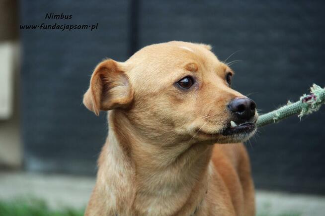 Nimbus - skromny piesek