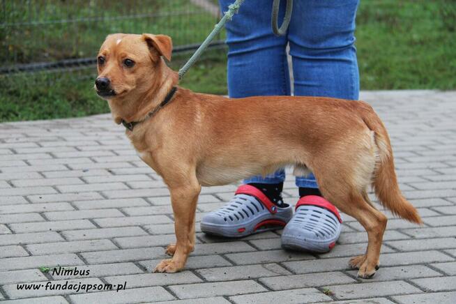 Nimbus - skromny piesek