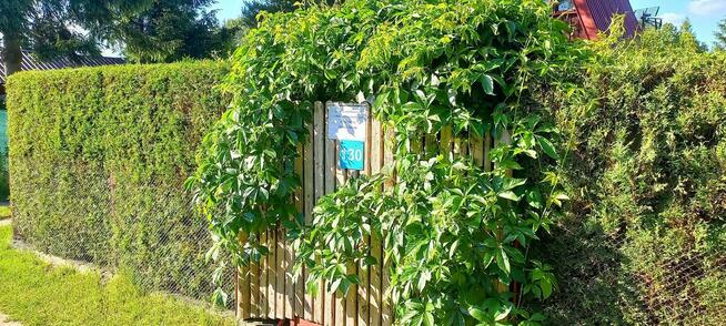 Sprzedam Działkę ROD Przypki k.Warszawy