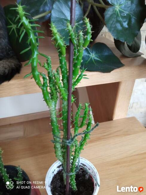 Cylindropuntia subulata- sukulent ten i inne...