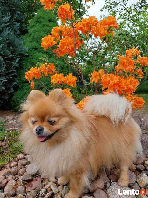 Pomeranian FCI ZKwP szpic miniaturowy