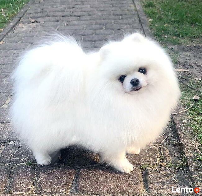 Pomeranian FCI ZKwP szpic miniaturowy