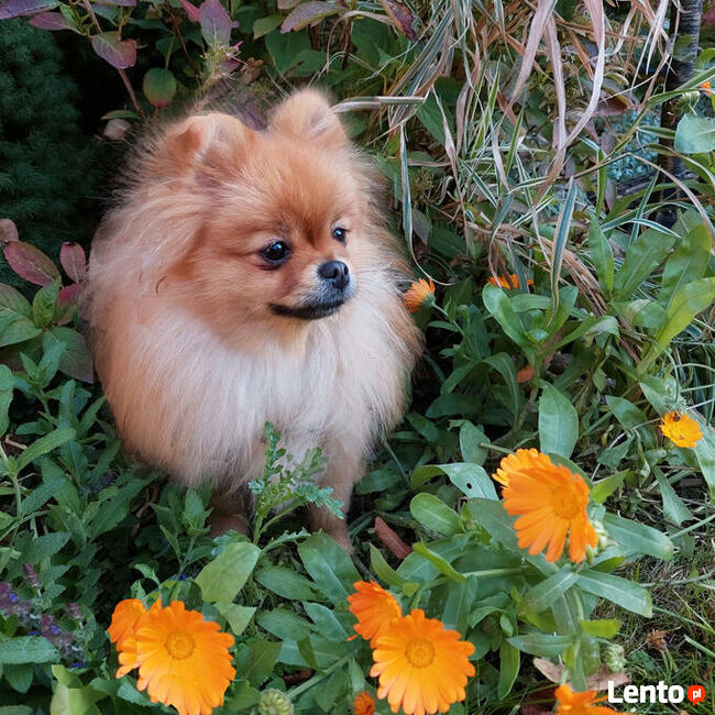 Pomeranian FCI ZKwP szpic miniaturowy