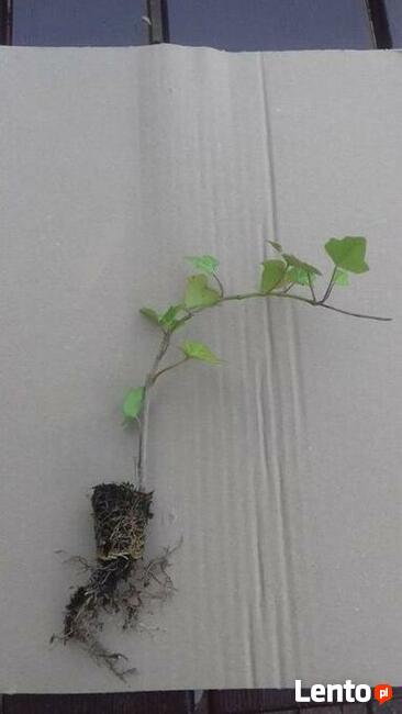 Bluszcz hedera helix szybko rosnące pnącze zimozielone