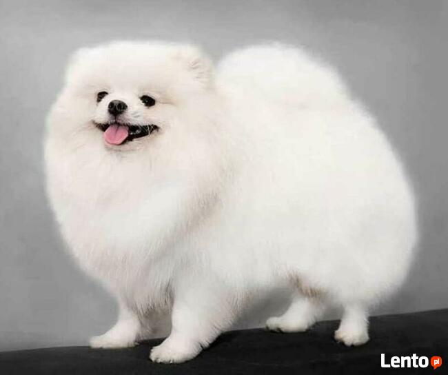 Pomeranian FCI ZKwP szpic miniaturowy