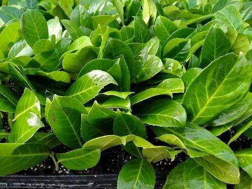 Laurowiśnia wschodnia rottundifolia żywopłot zimozielony krz