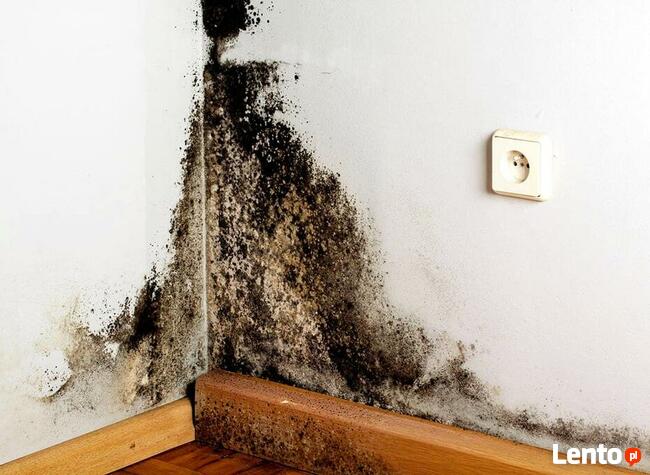 Osuszanie ścian budynku, likwidacja wykwitów wilgoci Lublin