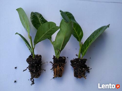 Laurowiśnia wschodnia rottundifolia żywopłot zimozielony krz