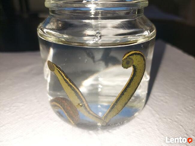 Hirudoterapia - leczenie pijawkami lekarskimi.