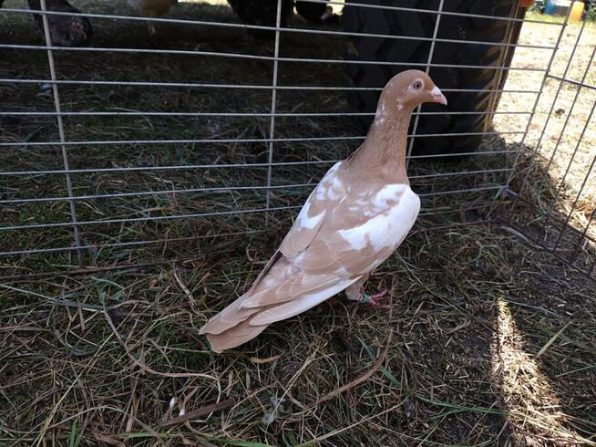 Gołębie Mulemansy Żółte Wysyłka