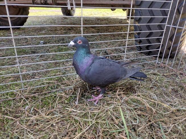 Gołębie Czarne Pocztowe na oku GLAZER Wysyłka