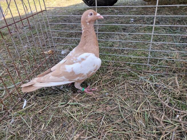 Gołębie Mulemansy Żółte Wysyłka