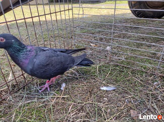 Gołębie Czarne Pocztowe na oku GLAZER Wysyłka