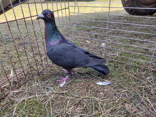 Gołębie Czarne Pocztowe na oku GLAZER Wysyłka