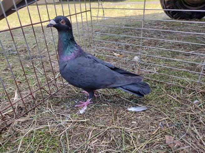 Gołębie Czarne Pocztowe na oku GLAZER Wysyłka