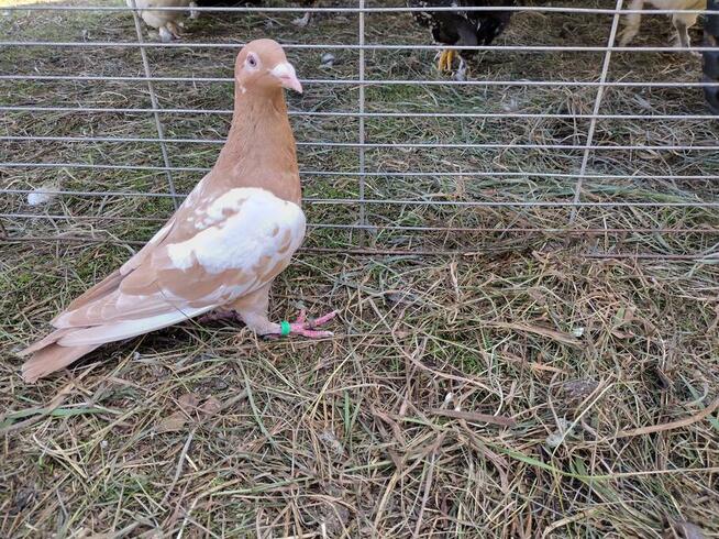 Gołębie Mulemansy Żółte Wysyłka