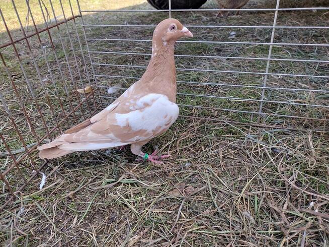 Gołębie Mulemansy Żółte Wysyłka