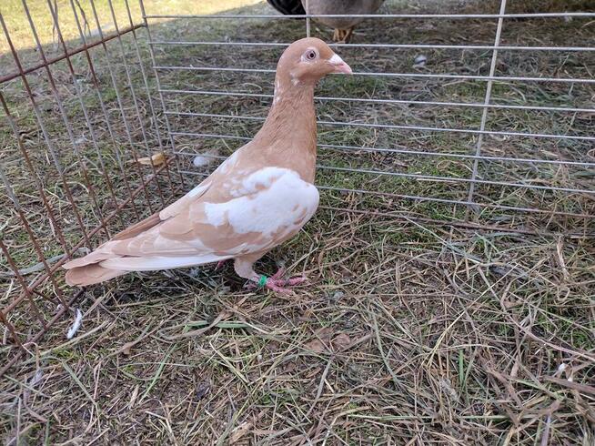 Gołębie Mulemansy Żółte Wysyłka