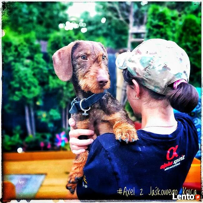 Szkolenia psów Nowy Sącz, Licencjonowany Transport Zwierząt