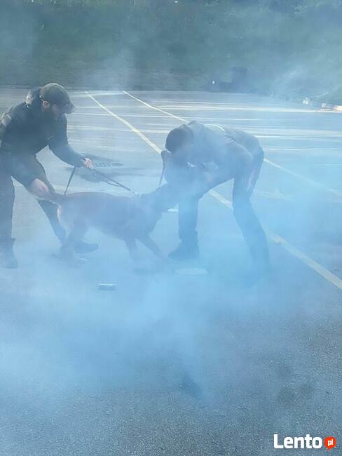 Szkolenia psów Nowy Sącz, Licencjonowany Transport Zwierząt