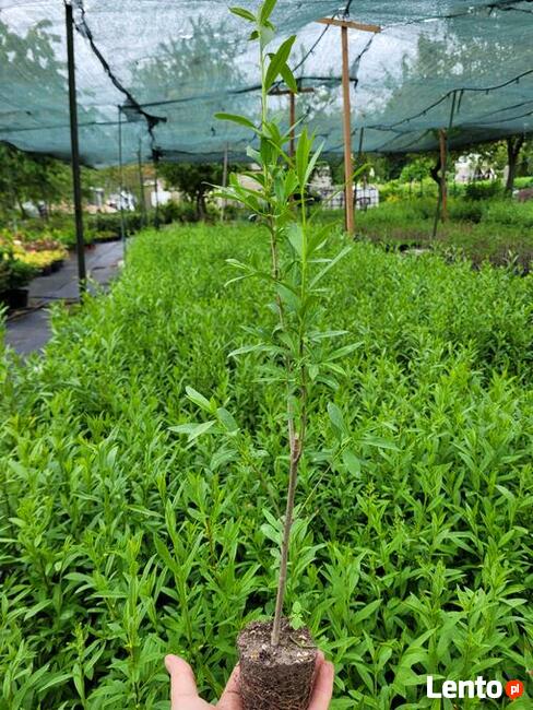 Ligustr na żywopłot