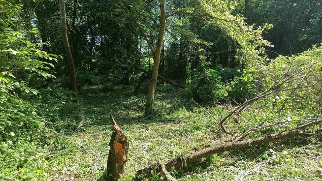 Czyszczenie działek 1,50 za m2, wycinka drzew, wykaszanie