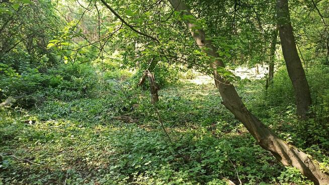 Czyszczenie działek 1,50 za m2, wycinka drzew, wykaszanie