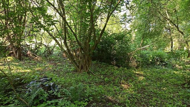 Czyszczenie działek 1,50 za m2, wycinka drzew, wykaszanie