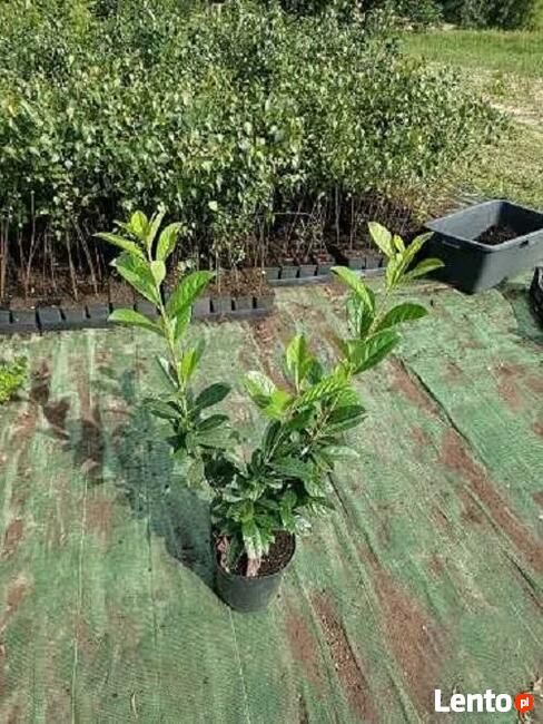 HURT C5 Laurowiśnia wschodnia Rotundifolia 50-90 cm Dostawa