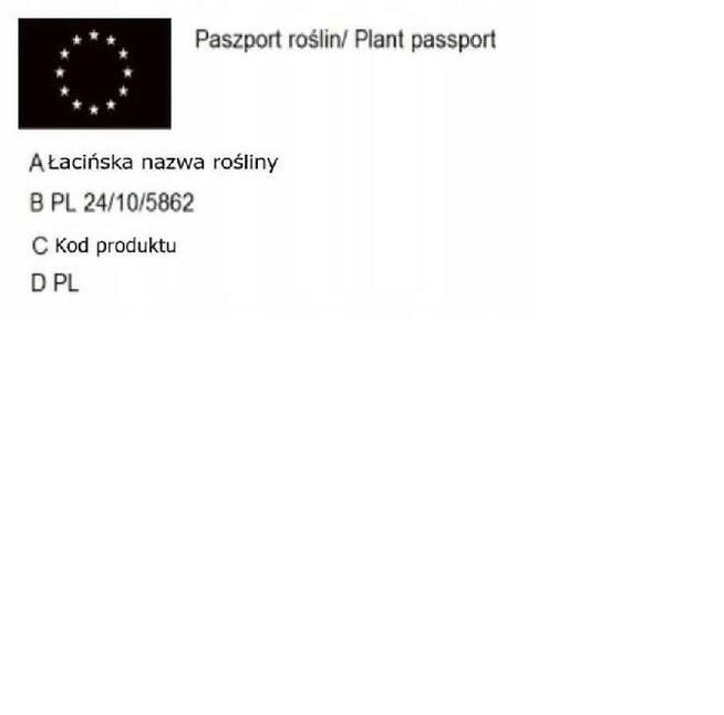 P9 Bluszcz hedera helix HURT Producent