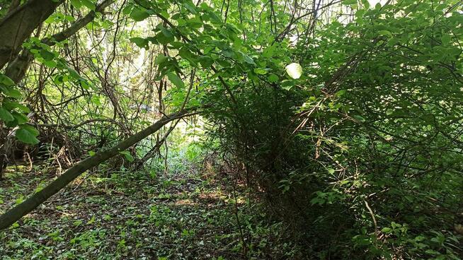 Czyszczenie działek 1,50 za m2, wycinka drzew, wykaszanie