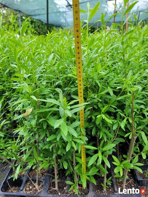 Ligustr na żywopłot