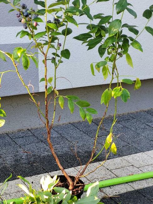 Borówka amerykańska 80-90 cm piękne