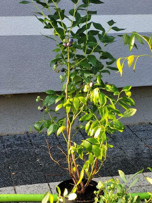 Borówka amerykańska 80-90 cm piękne