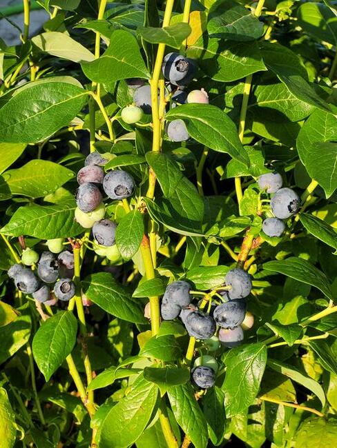 Borówka amerykańska 80-90 cm piękne