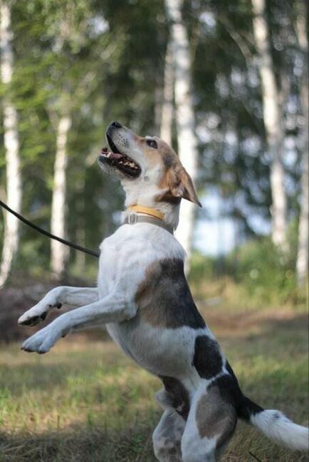 Młody energiczny psiak Zazu