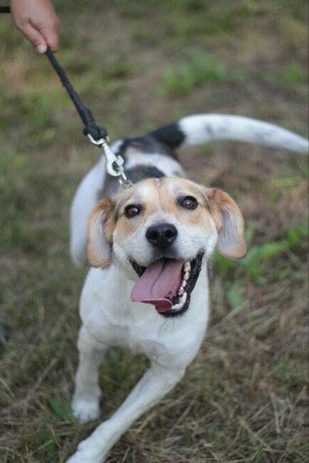 Młody energiczny psiak Zazu