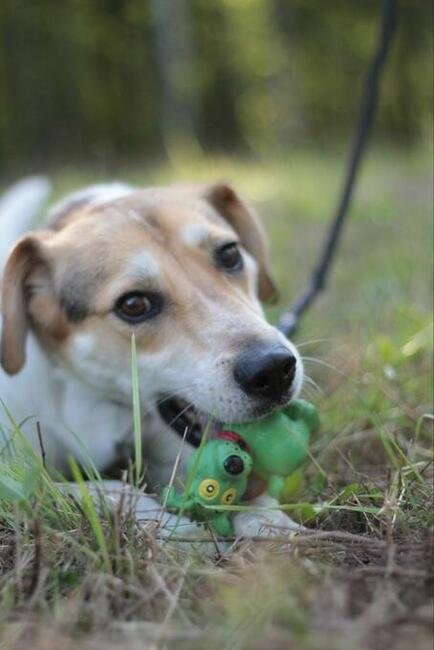 Młody energiczny psiak Zazu