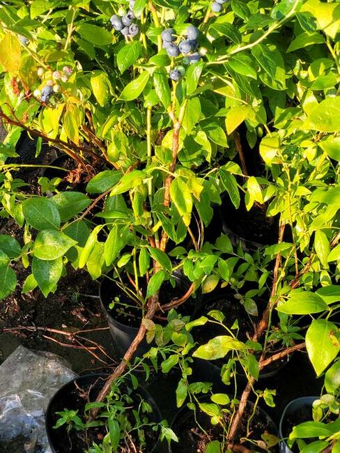 Borówka amerykańska 80-90 cm piękne