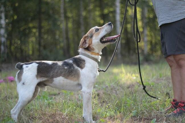 Młody energiczny psiak Zazu