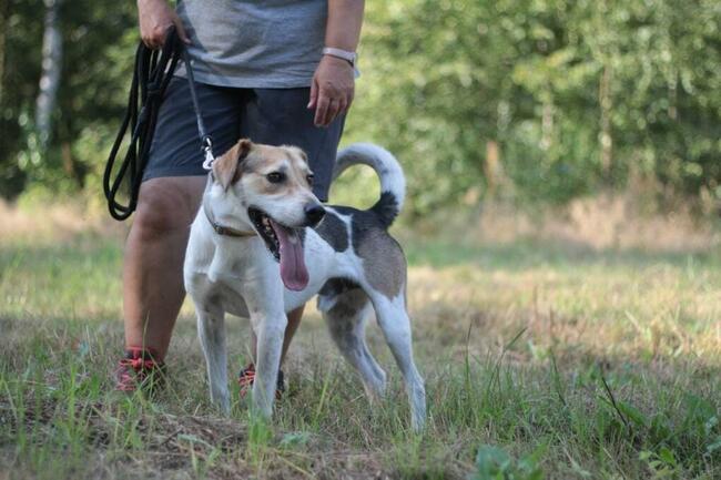 Młody energiczny psiak Zazu