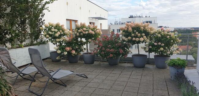 Piekny apartament 3 po.70 m2 ,taras 90 m2