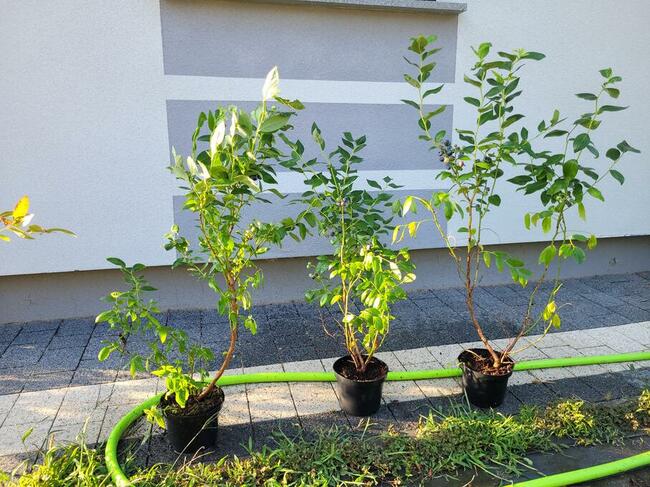 Borówka amerykańska 80-90 cm piękne