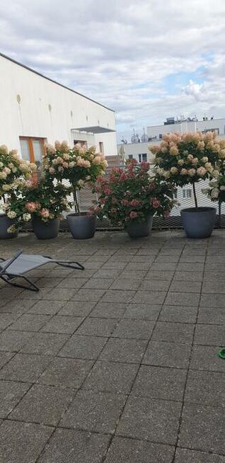 Piekny apartament 3 po.70 m2 ,taras 90 m2