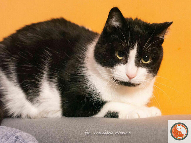 GARDUŚ-piękny, dorodny kotek prosi o dom, adopcja