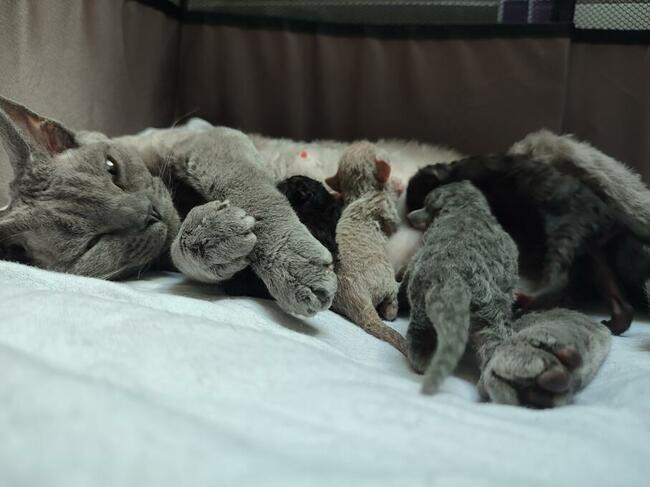 Devon rex kocięta niebieski, liliowy, czarny, z rodowodem FPL