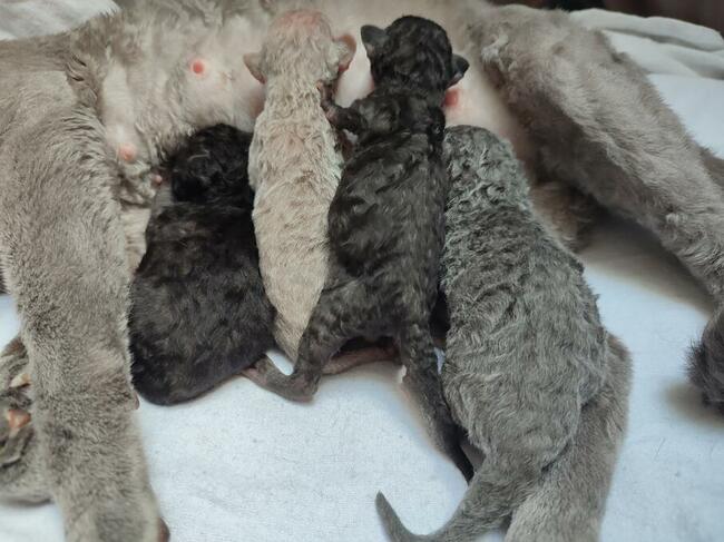 Devon rex kocięta niebieski, liliowy, czarny, z rodowodem FPL