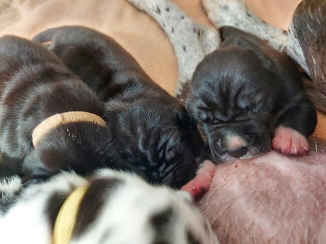 Dog niemiecki błękitny rodowód ZKWP FCI