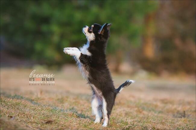 Chihuahua piękna sunia rodowód ZKWP