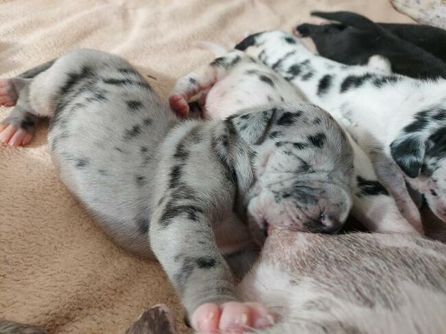 Dog niemiecki błękitny rodowód ZKWP FCI